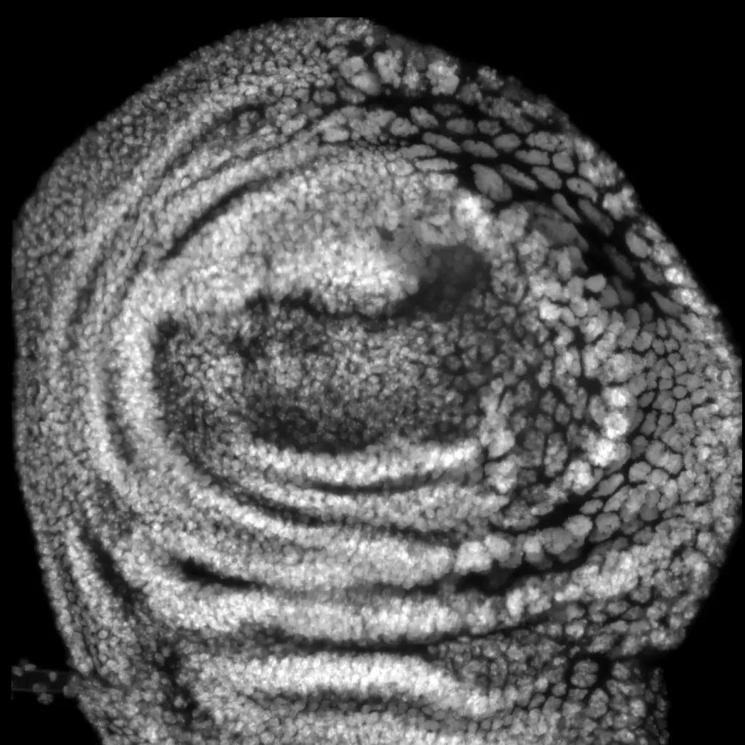 DAPI-stained Drosophila wing disc containing induced polyploid cells