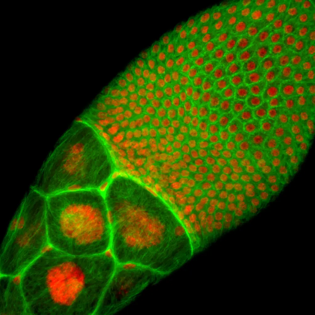 Drosophila follicular epithelium used to study tissue repair